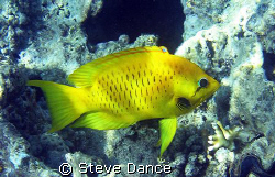 I believe this to be the yellow form of a female Slingjaw... by Steve Dance 